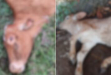 Bois são sacrificados após 3 casos de raiva confirmados em propriedade rural de SC em 2025