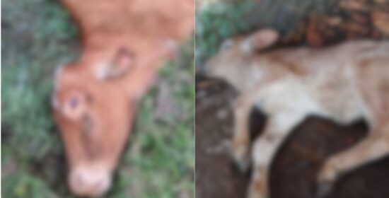 Bois são sacrificados após 3 casos de raiva confirmados em propriedade rural de SC em 2025