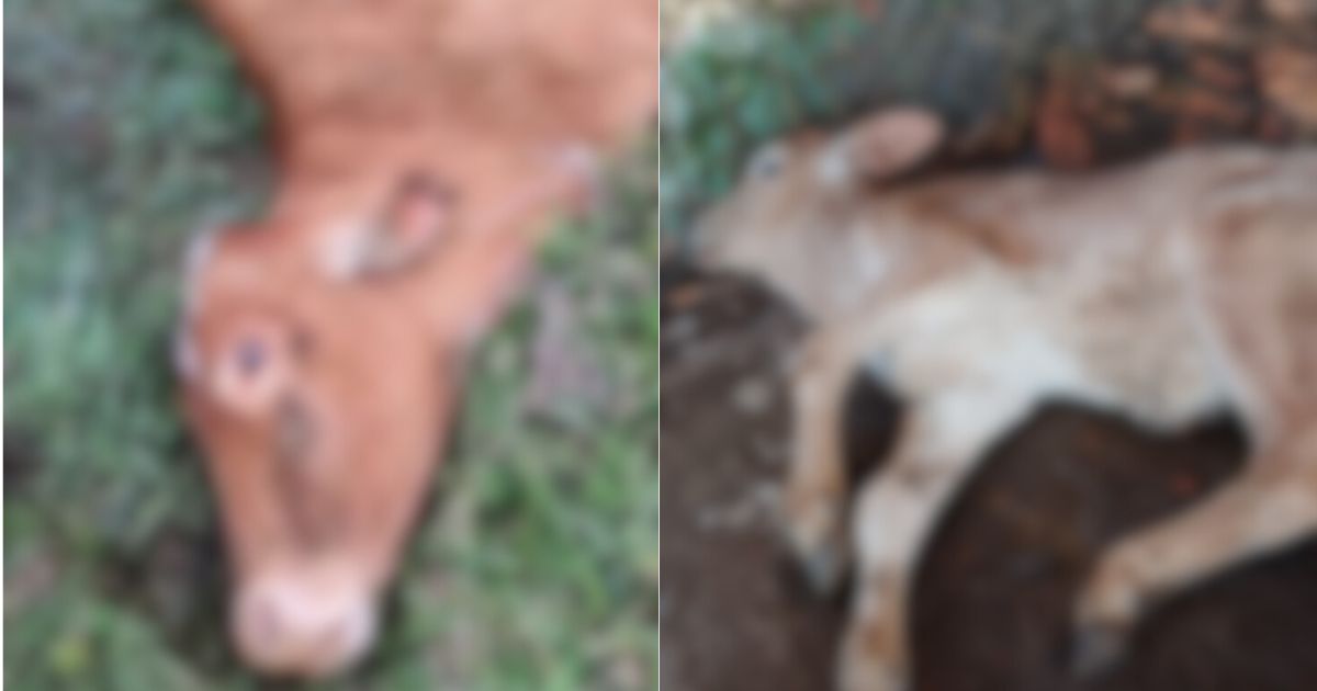 Bois são sacrificados após 3 casos de raiva confirmados em propriedade rural de SC em 2025